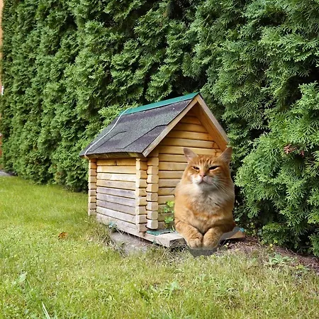 Zakarpatskiy Oazis Hotel Karpaty